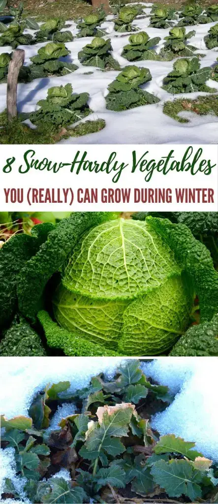 8 Snow-Hardy Vegetables You (Really) Can Grow During Winter - Winter will be here soon, so it's time to start thinking about what vegetables you can grow easily in your survival garden that can make it through the harsh weather. Image by pxleyes.com