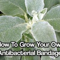 How To Grow Your Own Antibacterial Bandages — The whole plant is medicinal as an alternative, antibacterial, antipyretic, antiseptic, antispasmodic, astringent, carminative, diuretic, febrifuge, hypotensive, stomachic, styptic, tonic, vermifuge and vulnerary. A cold water infusion of the freshly chopped or dried and powdered leaves makes a refreshing beverage, while a weak infusion of the plant can be used as a medicinal eye wash for sties and pinkeye