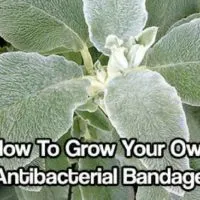How To Grow Your Own Antibacterial Bandages — The whole plant is medicinal as an alternative, antibacterial, antipyretic, antiseptic, antispasmodic, astringent, carminative, diuretic, febrifuge, hypotensive, stomachic, styptic, tonic, vermifuge and vulnerary. A cold water infusion of the freshly chopped or dried and powdered leaves makes a refreshing beverage, while a weak infusion of the plant can be used as a medicinal eye wash for sties and pinkeye