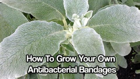 How To Grow Your Own Antibacterial Bandages