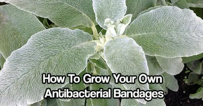 How To Grow Your Own Antibacterial Bandages — The whole plant is medicinal as an alternative, antibacterial, antipyretic, antiseptic, antispasmodic, astringent, carminative, diuretic, febrifuge, hypotensive, stomachic, styptic, tonic, vermifuge and vulnerary. A cold water infusion of the freshly chopped or dried and powdered leaves makes a refreshing beverage, while a weak infusion of the plant can be used as a medicinal eye wash for sties and pinkeye