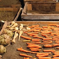 How to Store Vegetables Over the Winter: Modern and Vintage Storage Tips - If you grow your own vegetables storing the stuff you don&rsquo;t eat or sell is important not only for a survival perspective but it's a great way to save money and have homegrown vegetables out of season.