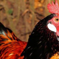14 Common Chicken Predators and How to Protect Chickens - Other than diseases, predators are the biggest problem of every chicken owner. Being able to protect chickens from these predators can be tricky though.