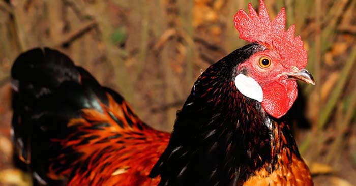 14 Common Chicken Predators and How to Protect Chickens - Other than diseases, predators are the biggest problem of every chicken owner. Being able to protect chickens from these predators can be tricky though.