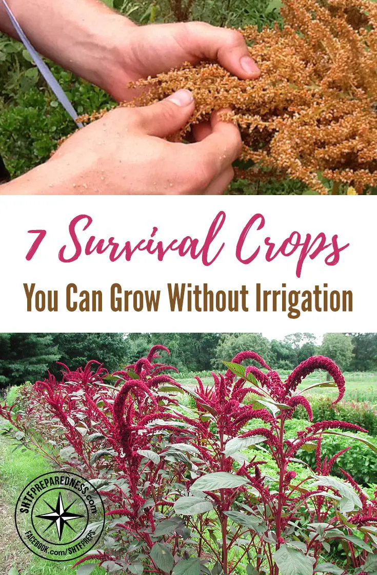 7 Survival Crops You Can Grow Without Irrigation
