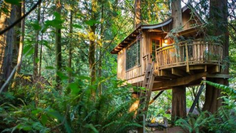 Build A Low Impact Woodland Home For Less Than $5000
