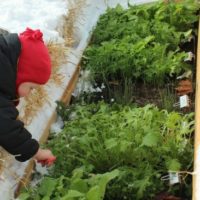 The Secret To Winter Gardening - Gardening in any weather can be tough, but if you want to grow all year round obviously winter is the hardest season. Cold frames are so easy to make for free, it would be silly not to try your hand at this this winter.