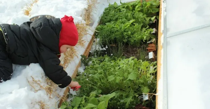 The Secret To Winter Gardening - Gardening in any weather can be tough, but if you want to grow all year round obviously winter is the hardest season. Cold frames are so easy to make for free, it would be silly not to try your hand at this this winter.