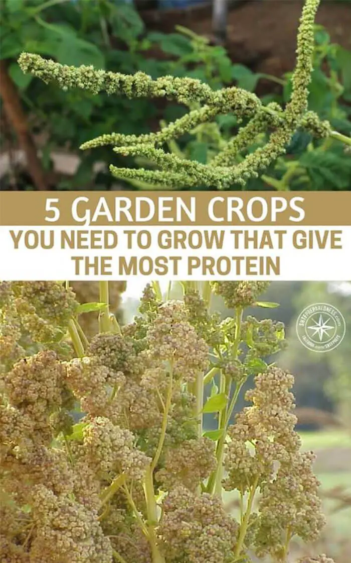 5gardencropsyouneedtogrowthatgivethemostproteinpin SHTF
