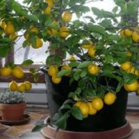 Grow a Lemon Tree from a Seed (Indoors, too!) — Citrus fruits are full of essential vitamins, great for recipes, and are a lovely addition to your garden. Some varieties, like lemon trees, can also be grown indoors. If you’re trying to be self-sufficient and you start everything from scratch, buying a tree from a garden center isn’t an option.