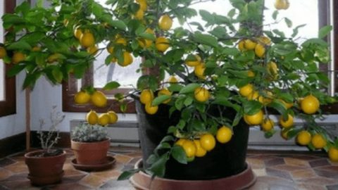 Grow a Lemon Tree from a Seed (Indoors, too!)