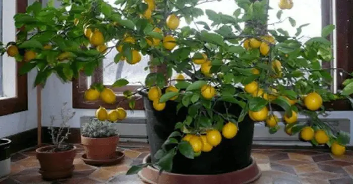 Grow a Lemon Tree from a Seed (Indoors, too!) — Citrus fruits are full of essential vitamins, great for recipes, and are a lovely addition to your garden. Some varieties, like lemon trees, can also be grown indoors. If you’re trying to be self-sufficient and you start everything from scratch, buying a tree from a garden center isn’t an option.