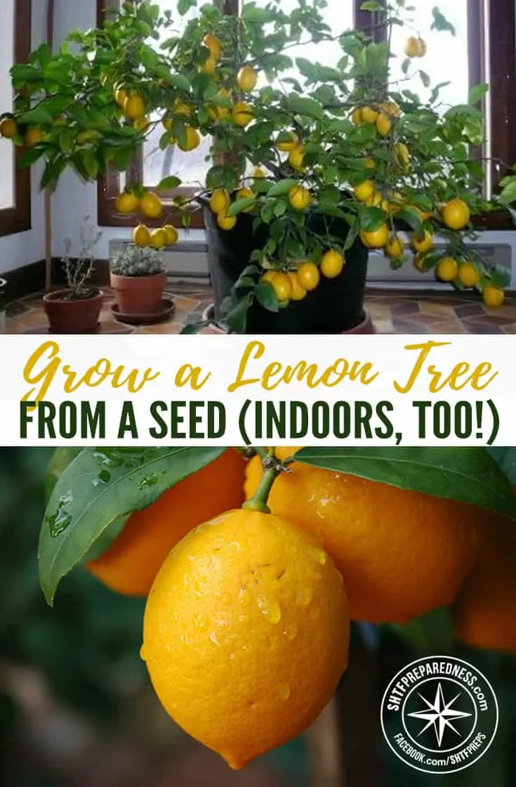 Grow a Lemon Tree from a Seed (Indoors, too!) — Citrus fruits are full of essential vitamins, great for recipes, and are a lovely addition to your garden. Some varieties, like lemon trees, can also be grown indoors. If you’re trying to be self-sufficient and you start everything from scratch, buying a tree from a garden center isn’t an option.