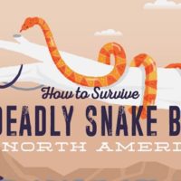 How To Survive a Deadly Snake Bite &mdash; When it comes to survival and preparation, many people invest heavily into technologies, gear and equipment. Often overlooked is basic wilderness survival knowledge, like learning what the potential threats are in your city and countryside.