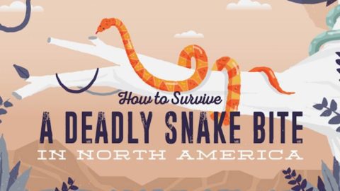 How To Survive a Deadly Snake Bite
