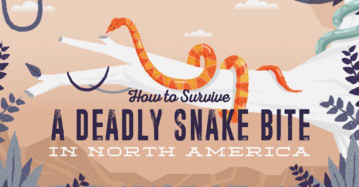 How To Survive a Deadly Snake Bite 1 How To Survive a Deadly Snake Bite — When it comes to survival and preparation, many people invest heavily into technologies, gear and equipment. Often overlooked is basic wilderness survival knowledge, like learning what the potential threats are in your city and countryside.