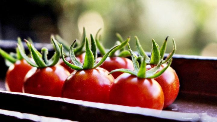 Indoor Vegetable Gardening: 37 Edibles You Can Grow Indoors In The Winter