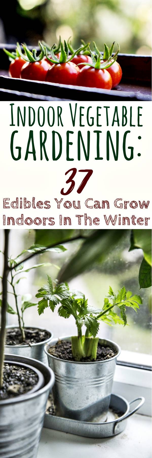 Indoor Vegetable Gardening: 37 Edibles You Can Grow Indoors In The Winter - As a prepper, one of the essential skills is for you to be able to sustain yourself and have food available to you the whole year, if and when you need it. One way of achieving this, is through an indoor vegetable garden. It doesn’t take up a lot of space and, more importantly, is able to function entirely inside.