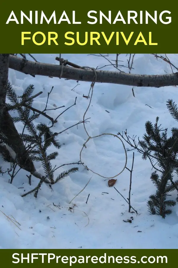 Animal Snaring For Survival — The hunting, trapping, and snaring of animals is something that goes back to truly ancient times. If not for these practices, the human race wouldn't exist! We would have died off millennia ago! From a survival point of view, having these skills can literally save your life and make the difference between 'surviving' and 'thriving.'