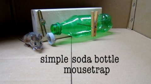 DIY Simple Soda Bottle Mousetrap