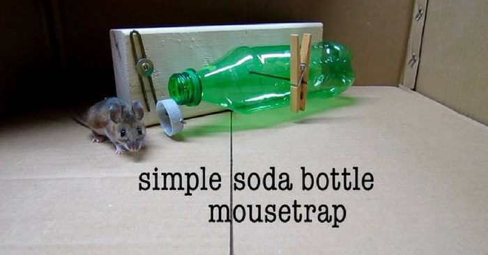 DIY Simple Soda Bottle Mousetrap — DIY pest control is a great way to save money, and may even be a necessity if professional pest control is out of reach. Store bought poison or natural repellents work especially well for a lot of pests, but poison can be dangerous to your family and natural options don’t quite cut it for bigger pests like mice.