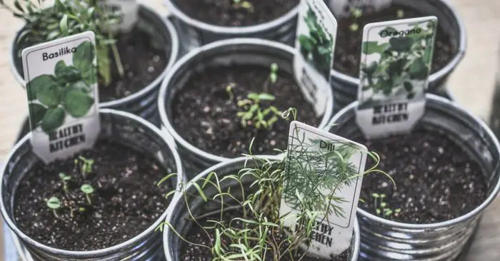 How To Grow Your Own Herbs For Cooking