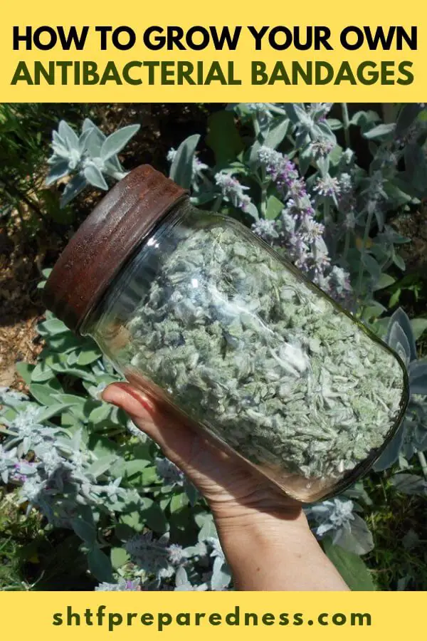 How To Grow Your Own Antibacterial Bandages — The whole plant is medicinal as an alternative, antibacterial, antipyretic, antiseptic, antispasmodic, astringent, carminative, diuretic, febrifuge, hypotensive, stomachic, styptic, tonic, vermifuge and vulnerary. A cold water infusion of the freshly chopped or dried and powdered leaves makes a refreshing beverage, while a weak infusion of the plant can be used as a medicinal eye wash for sties and pinkeye