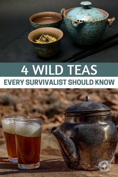 4 Wild Teas Every Survivalist Should Know — These teas can give you much needed nutrients and boost morale if you find your self lost in the woods
