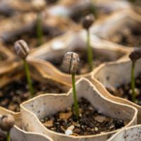 February Seed Starting Schedule — February is the month when indoor seed starting begins for most gardeners. Even those of you that live in some of the coldest parts of the country will be able to start a few seedlings in February.