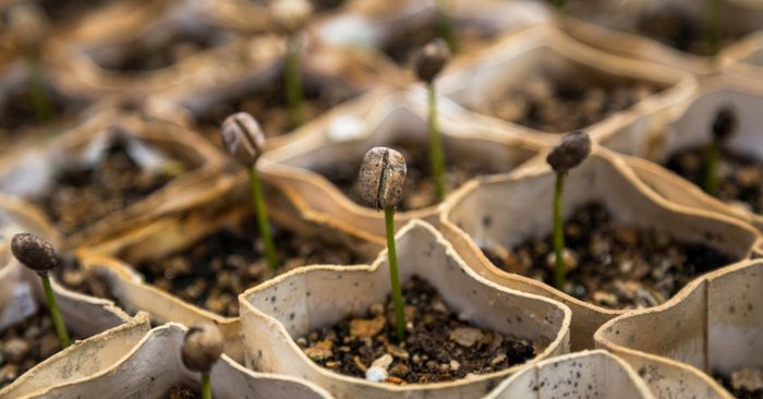 February Seed Starting Schedule — February is the month when indoor seed starting begins for most gardeners. Even those of you that live in some of the coldest parts of the country will be able to start a few seedlings in February. 