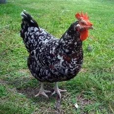Heritage - Speckled Sussex Chicken