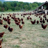 Heritage vs. Hybrid Chicken Breeds Which Is Sustainable