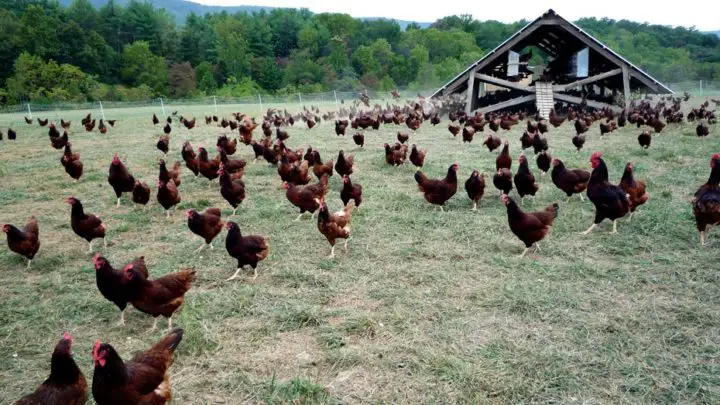Heritage vs. Hybrid Chicken Breeds: Which Is Sustainable?