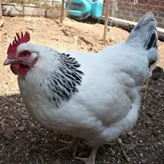 Hybrid Light Sussex Chicken thumb
