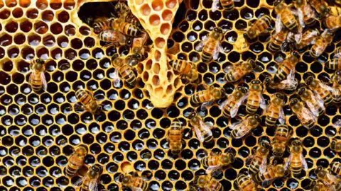 DIY Mason Jar Bee Hive