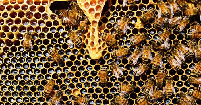 DIY Mason Jar Bee Hive