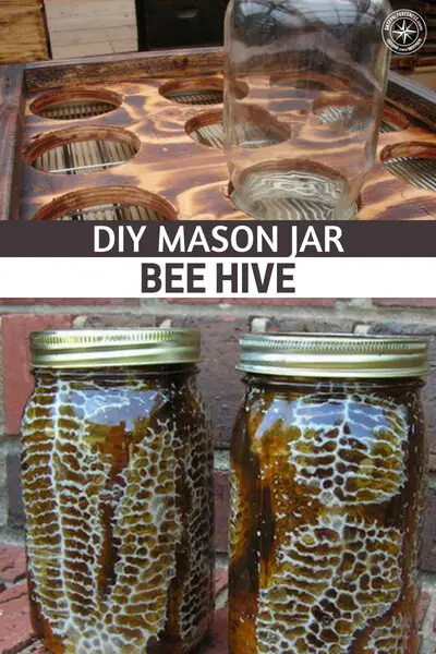 DIY Mason Jar Bee Hive — Making a mason jar beehive is super easy and the benefits of having one will help you out beyond belief. These are so simple this hive thrives in urban areas too.