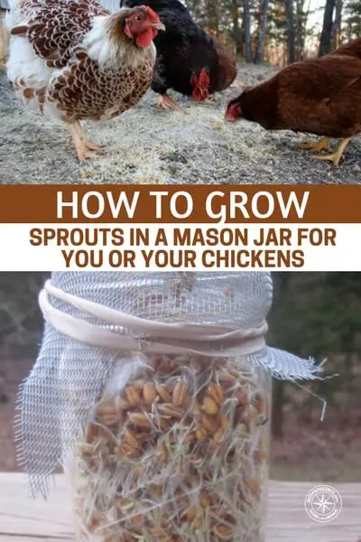 How to Grow Sprouts In A Mason Jar For You Or Your Chickens — Sprouts are great for us and our lovely chickens. They are full of nutrients and much needed sustenance. You can use sprouts in your every day foods, I prefer them in salads It gives the salad a great crunch and taste.