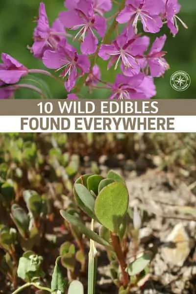 10 Wild Edibles Found Everywhere - When you walk across a field, do you ever wonder if any of it is edible? You may recognize several 'weeds' in there such as dandelion and clover but the rest is just 'wild plants' or other weeds to you.