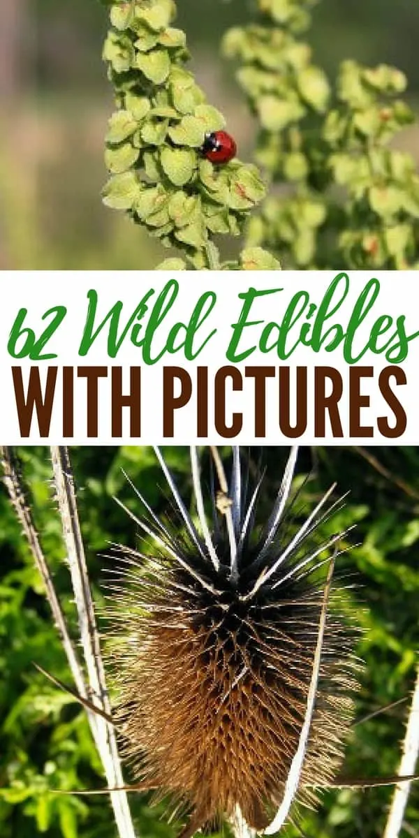 62 Wild Edibles with Picture - You can spend two hours looking at pictures and reading about the different wild edibles available out there. When it comes to wilderness survival its all about knowledge