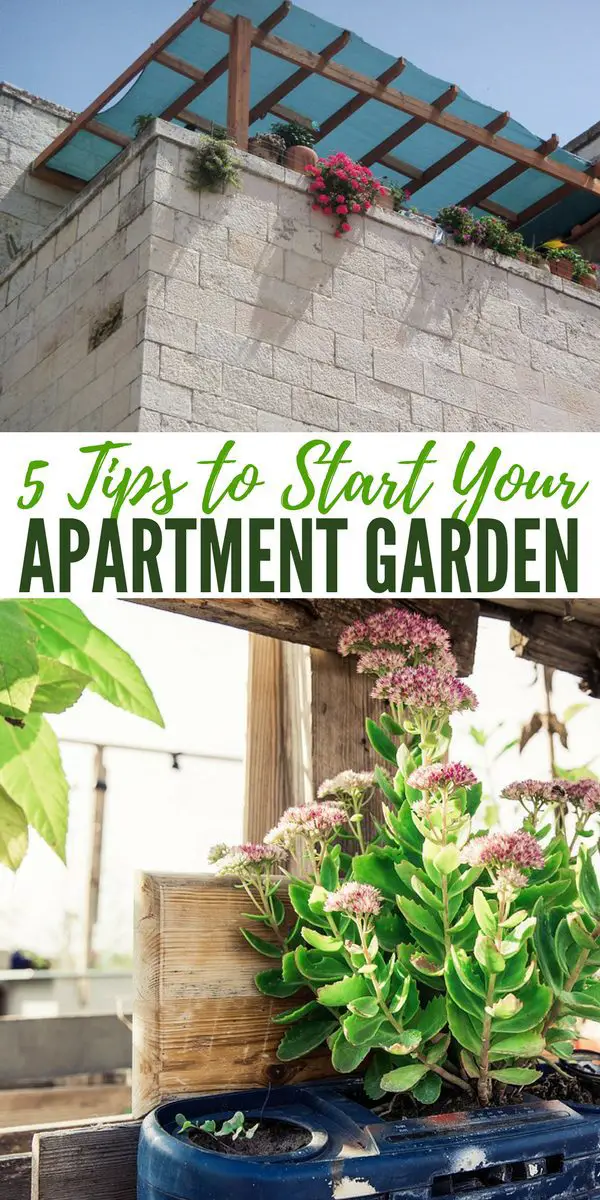 how to start your own garden in an apartment how to start your own garden in an apartment