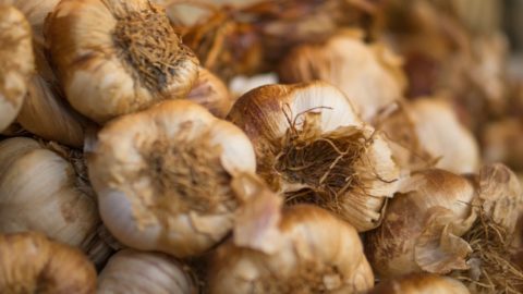 How To Grow Garlic: A Step by Step Guide