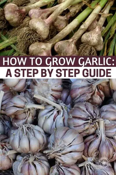 How To Grow Garlic: A Step by Step Guide - Growing garlic is not just about making good tomato sauce! Fresh garlic is a powerful medicinal herb. I eat a glove whenever my stomach is acting up and send those special forces right to the gut. There is a great list of medicinal uses for garlic in this article as well. From planting, to harvesting and storing you'll get it all in this article.