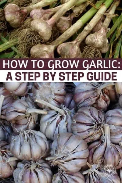 How To Grow Garlic: A Step by Step Guide - Growing garlic is not just about making good tomato sauce! Fresh garlic is a powerful medicinal herb. I eat a glove whenever my stomach is acting up and send those special forces right to the gut. There is a great list of medicinal uses for garlic in this article as well. From planting, to harvesting and storing you'll get it all in this article.