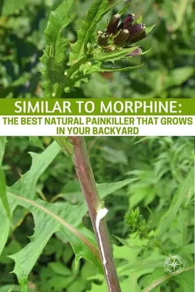 If you want some pain relief you may need to walk no further than your back yard for a natural pain killer that is similar to morphine.