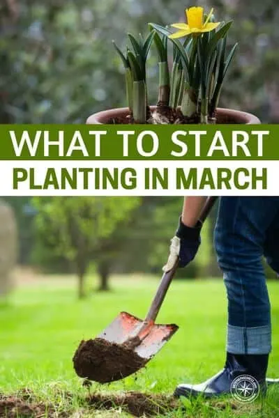 What To Start Planting In March - I get a lot of messages asking what you can plant in March, so here are some great tips to help you along and get an amazing spring garden you have always wanted! It’s the perfect time to start working on your Spring gardening plans, even though Spring doesn’t officially start until much later in the month.