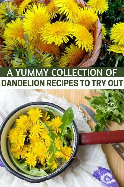 A Yummy Collection Of Dandelion Recipes To Try Out - There are a lot of benefits for incorporating dandelions into your diet. The health benefits of dandelion include relief from liver disorders, diabetes, urinary disorders, acne, jaundice, cancer and anemia. It also helps in maintaining bone health, skin care and is a benefit to weight loss programs.