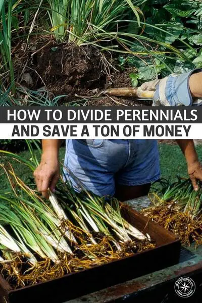 How To Divide Perennials And Save A Ton Of Money - Knowing How To Divide Perennials can save you a ton of money and make your garden look fantastic this year!