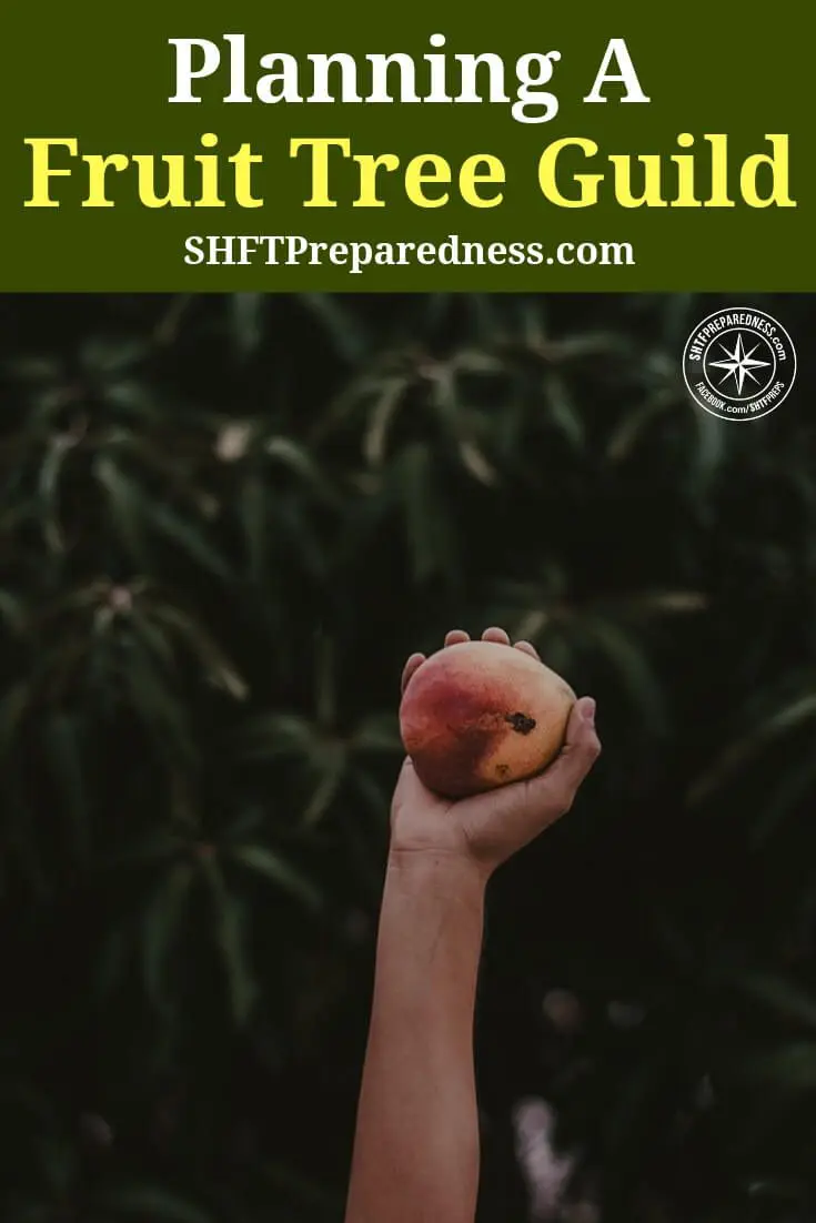 Planning a Fruit Tree Guild SHTFPreparedness