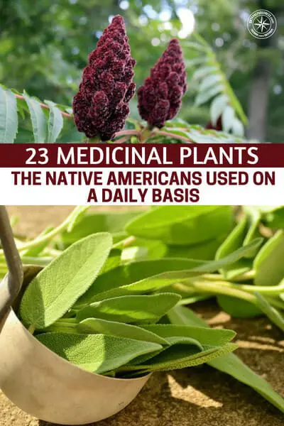 23 Medicinal Plants the Native Americans Used on a Daily Basis - There is never enough information when it comes to the way that a plant can heal you. You must first understand that the food we eat heals us as well as the herbs and wild plants we chop, simmer and mix into healing salves and various other medicines.